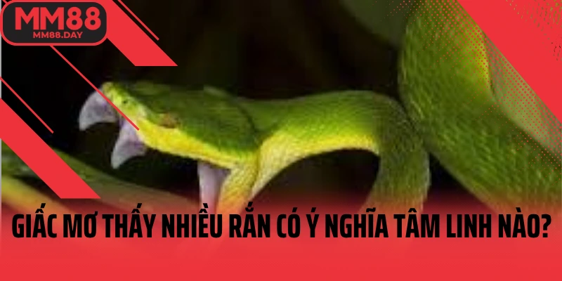giac-mo-thay-nhieu-ran-co-y-nghia-tam-linh-nao