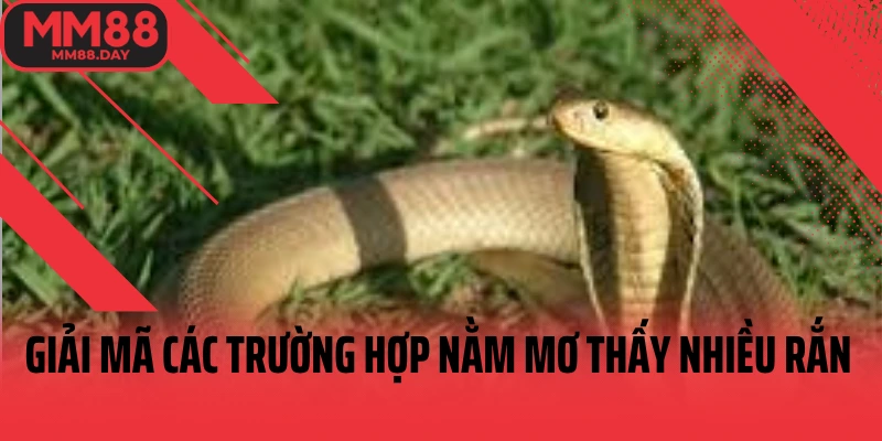 giai-ma-cac-truong-hop-nam-mo-thay-nhieu-ran