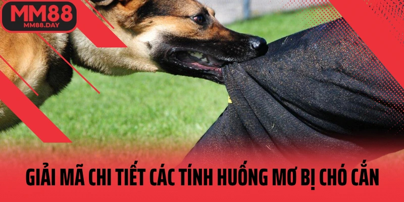 giai-ma-chi-tiet-cac-tinh-huong-mo-bi-cho-can